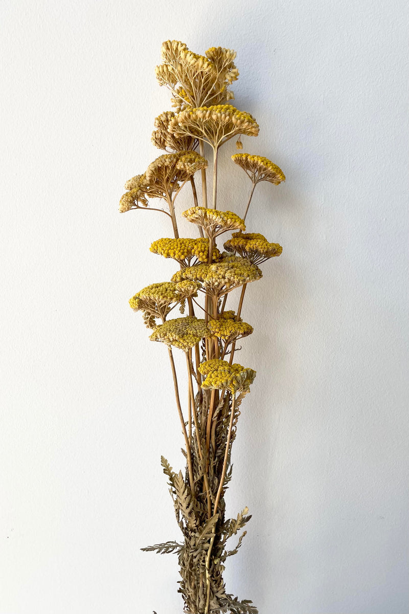 The Achillea Natural Yellow Preserved Bunch against a white backdrop