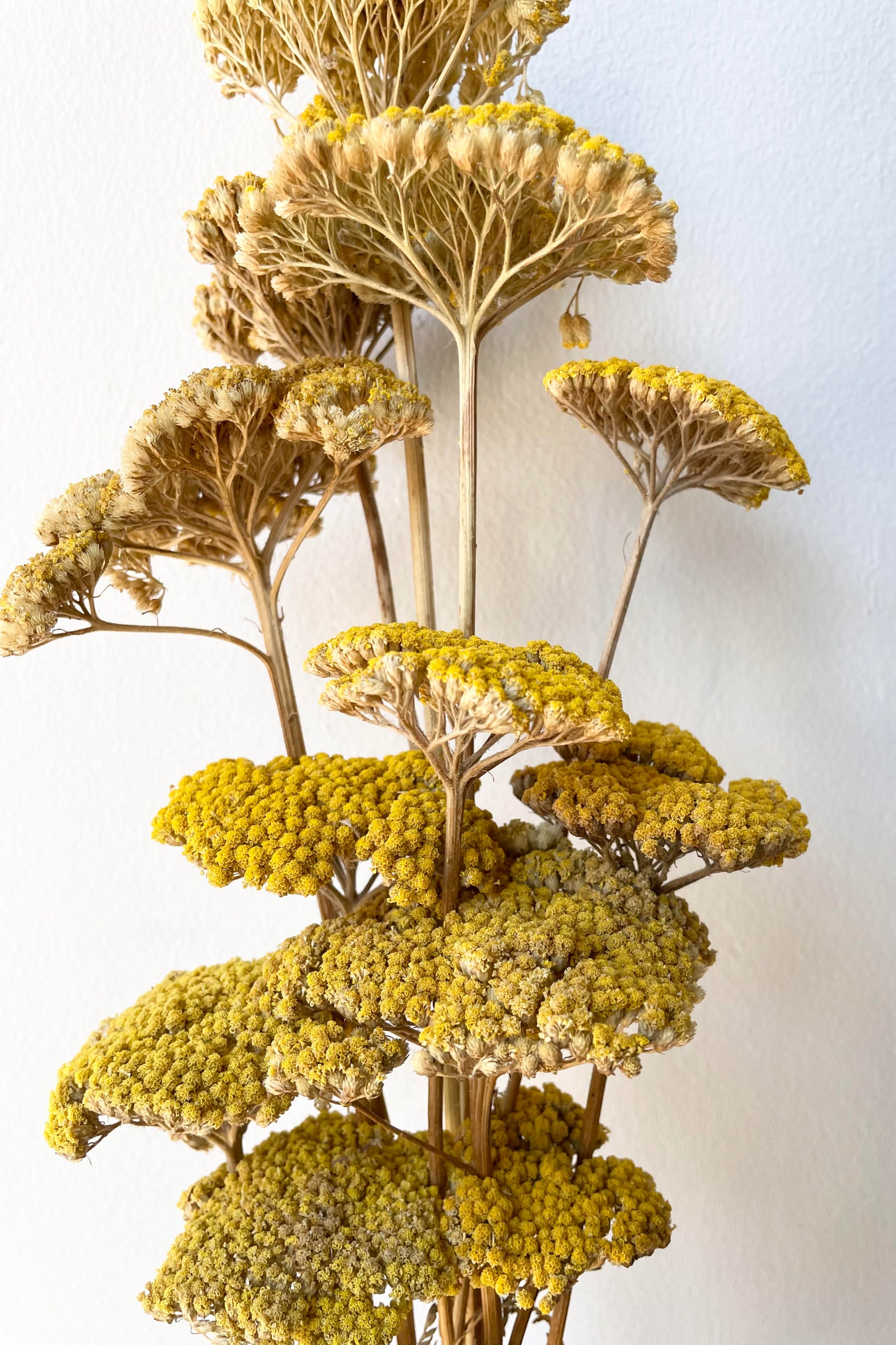 A detailed look at the Achillea Natural Yellow Preserved Bunch  ©Sprout Home