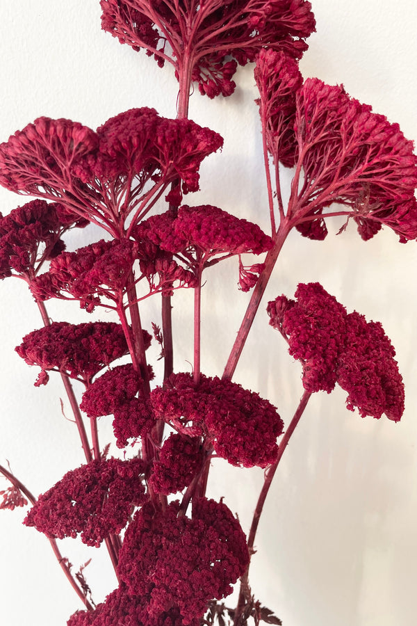 Up close detail shot of the preserved and dyed burgundy achillea flower bunch. 