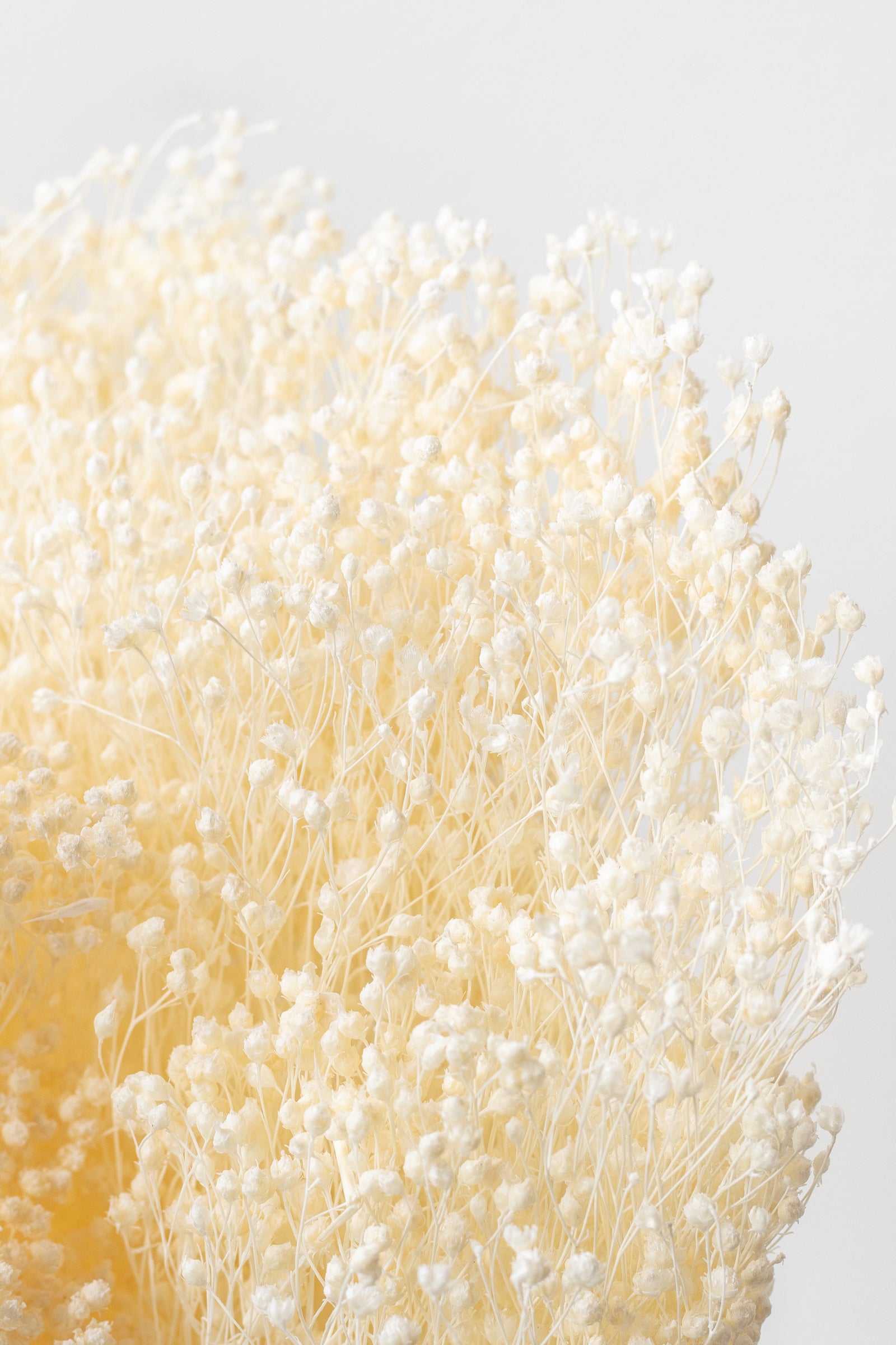 Close up of preserved bleached Brooms in front of white background  ©Sprout Home