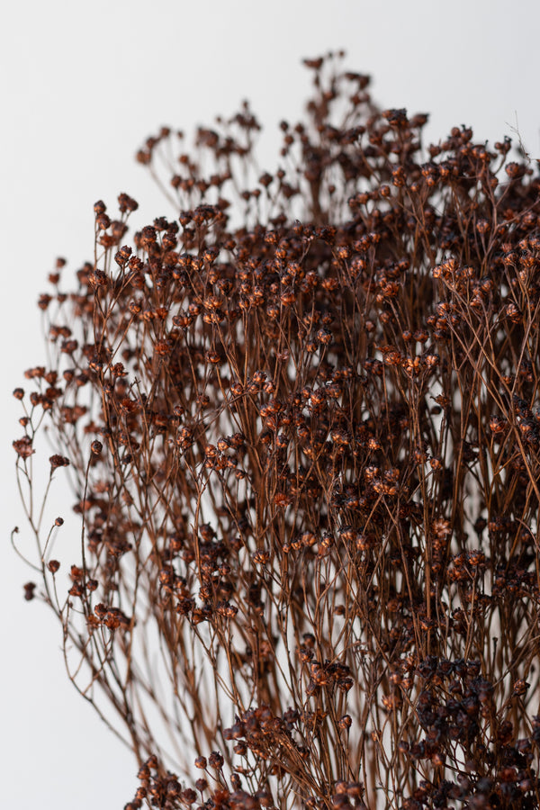 Close up of Brooms Mocha Color Preserved Bunch in front of white background