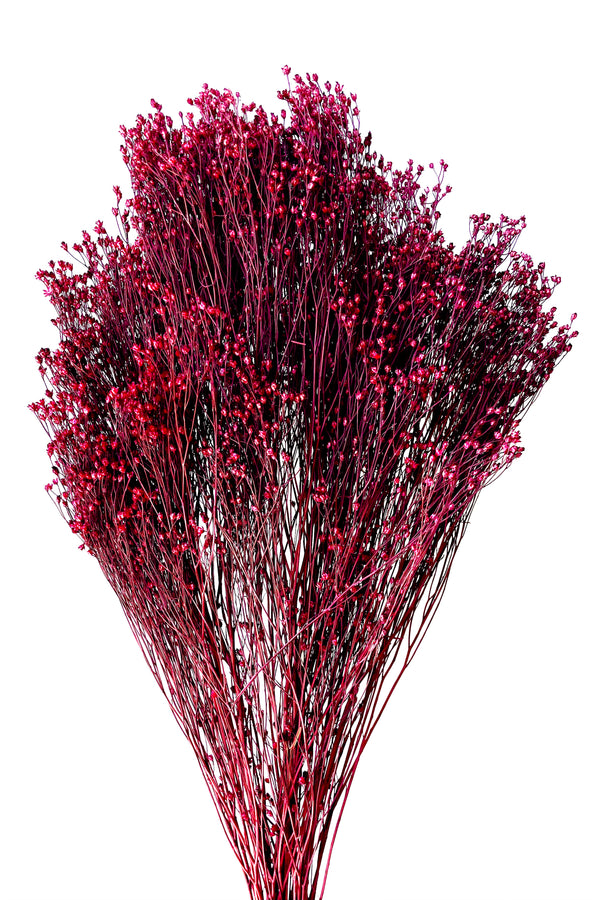 The Brooms Fuchsia color Preserved Bunch against a white backdrop.