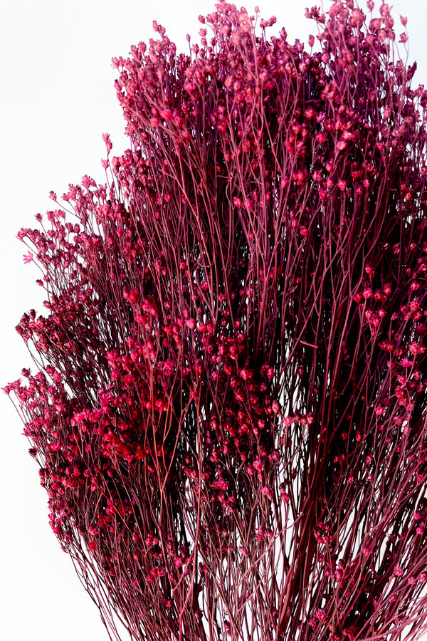 A detailed look at the Brooms Fuchsia Color Preserved Bunch,