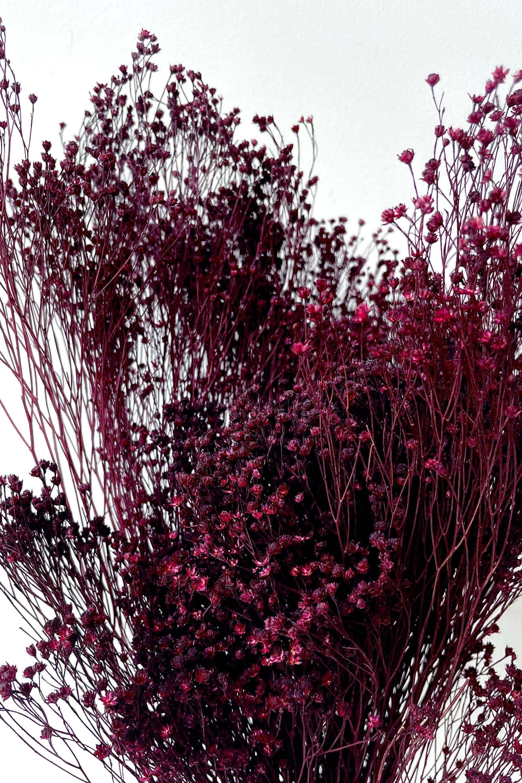 detail of Brooms Burgundy Color Preserved Bunch against a white wall ©Sprout Home
