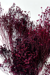 detail of Brooms Burgundy Color Preserved Bunch against a white wall