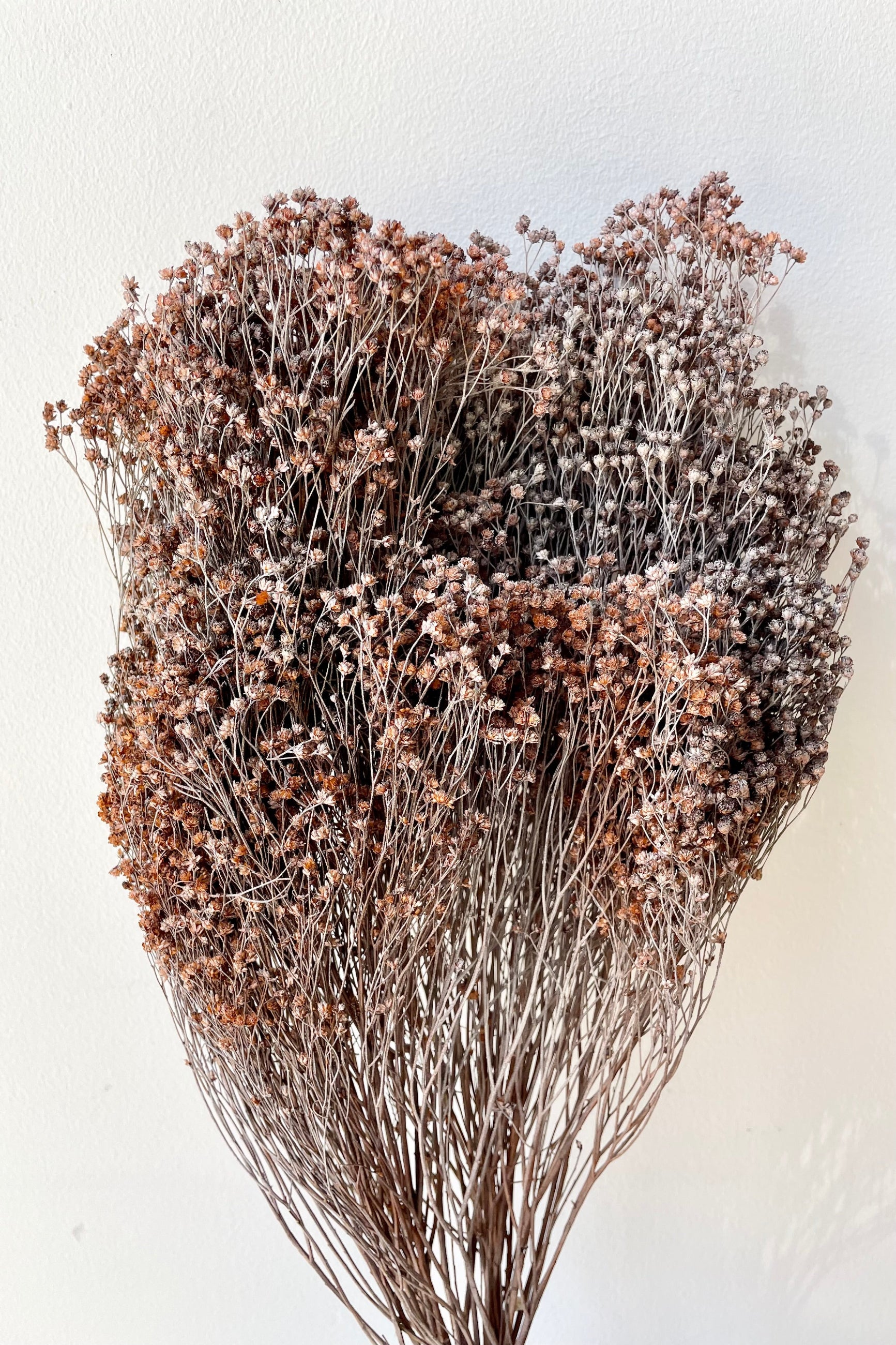 Brooms preserved in a dusty rust color bunch against a white wall.  ©Sprout Home