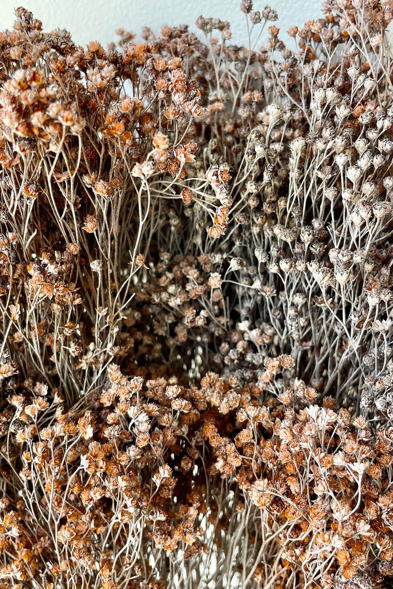 A detail picture of the preserved dusty rust color blooms of Brooms