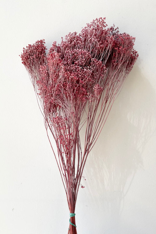 A bunch of preserved Brooms in a dusty antique rose color against a white wall. 