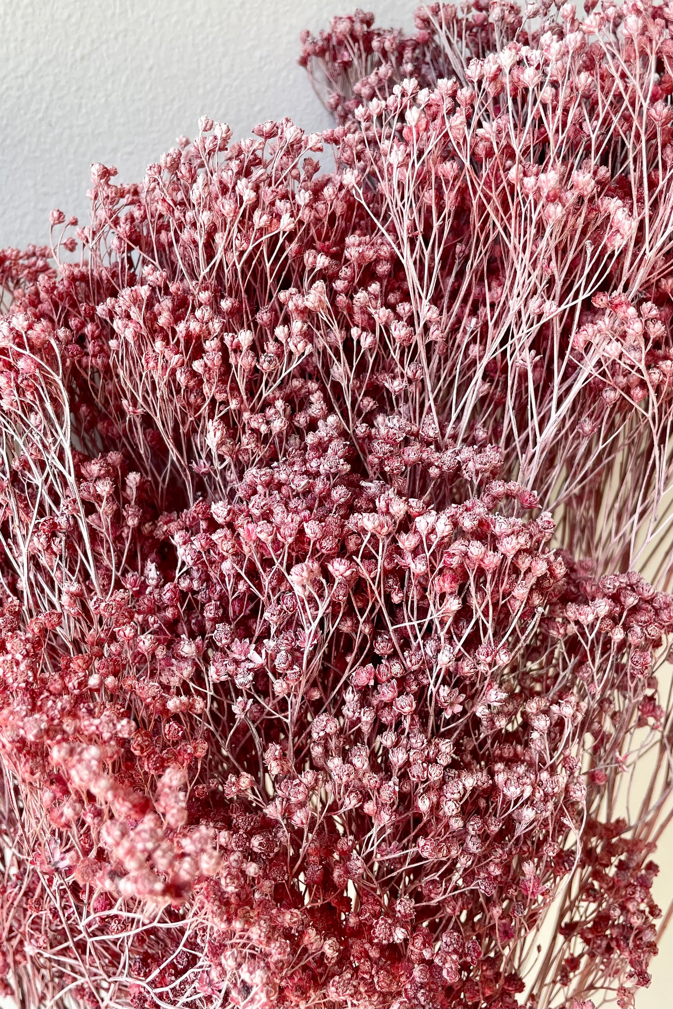 A detail picture of the cute preserved blooms of a dusty rose colored Brooms bunch. 