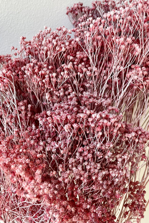 A detail picture of the cute preserved blooms of a dusty rose colored Brooms bunch. 
