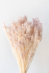 Brooms Pale Dark Pink Pastel Preserved Bunch in front of white background