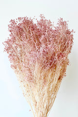 Brooms Pale Dark Pink Pastel Preserved Bunch in front of white background