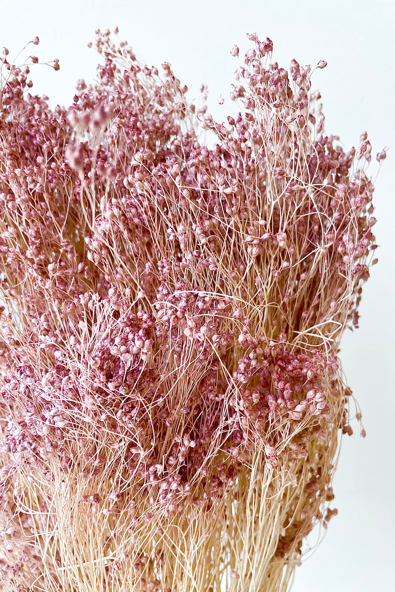 Close up of Brooms Pale Dark Pink Pastel Preserved Bunch detail