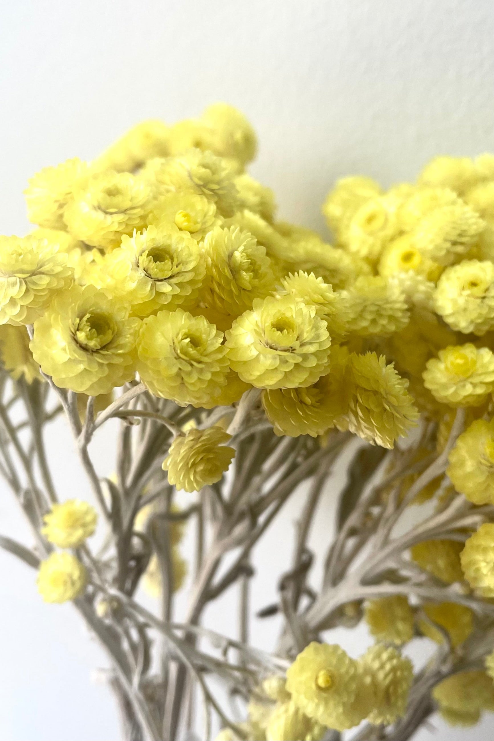 A detailed view of Siempreviva Natural Preserved Bunch flowers against white backdrop ©Sprout Home