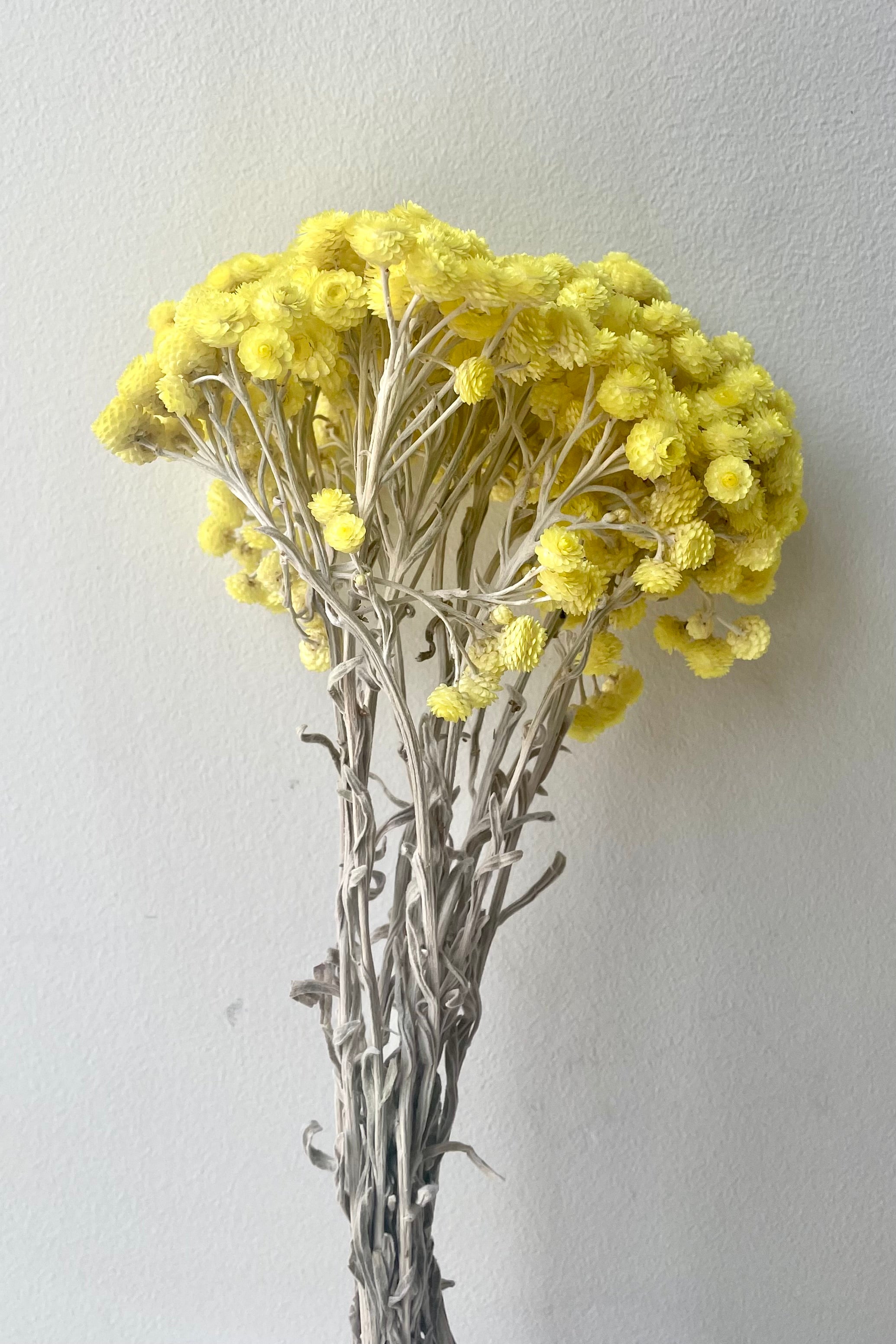 A full view of Siempreviva Natural Preserved Bunch against white backdrop