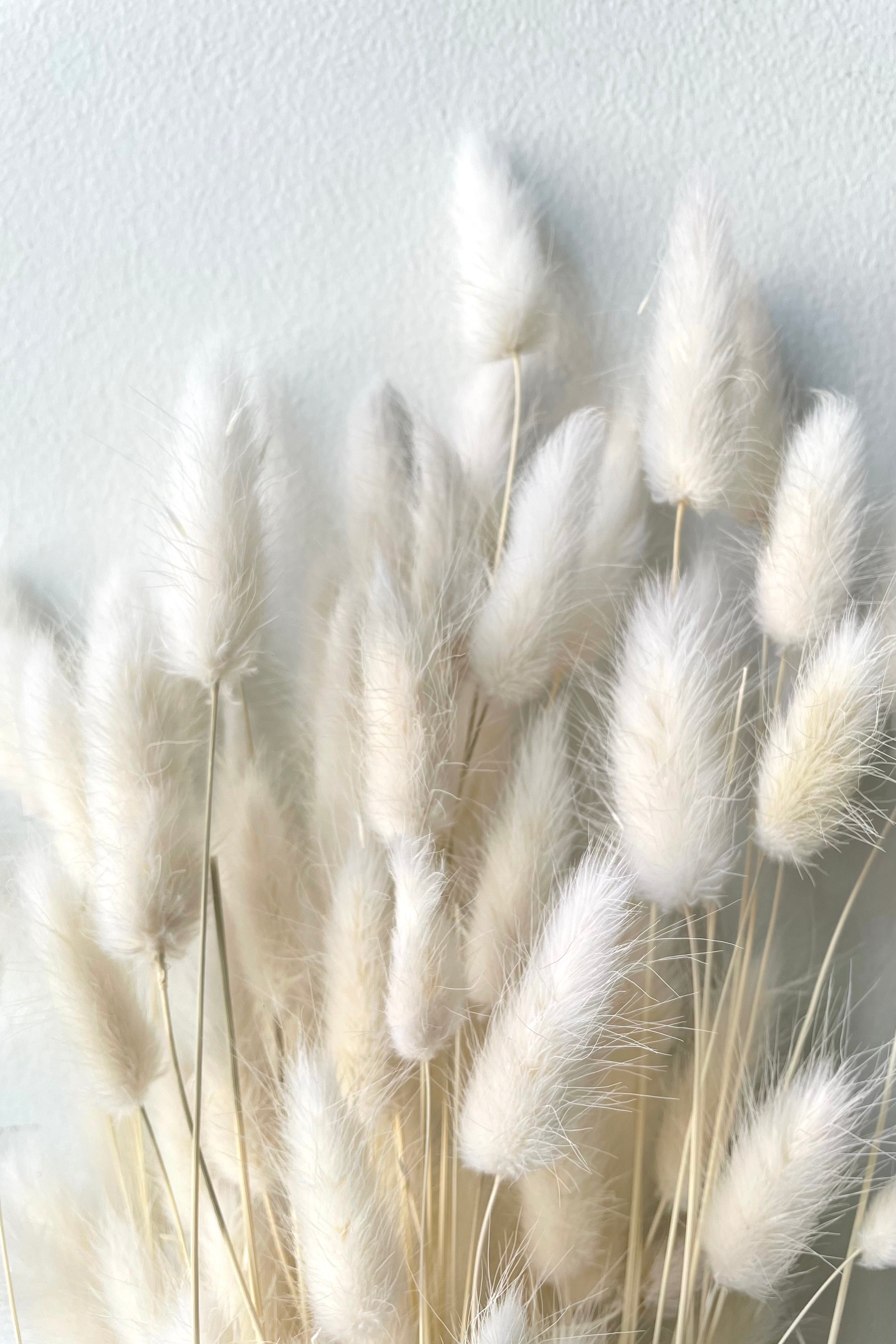 A detailed view of a bunch of Lagurus Bleached Pastel Preserved floral against a white backdrop