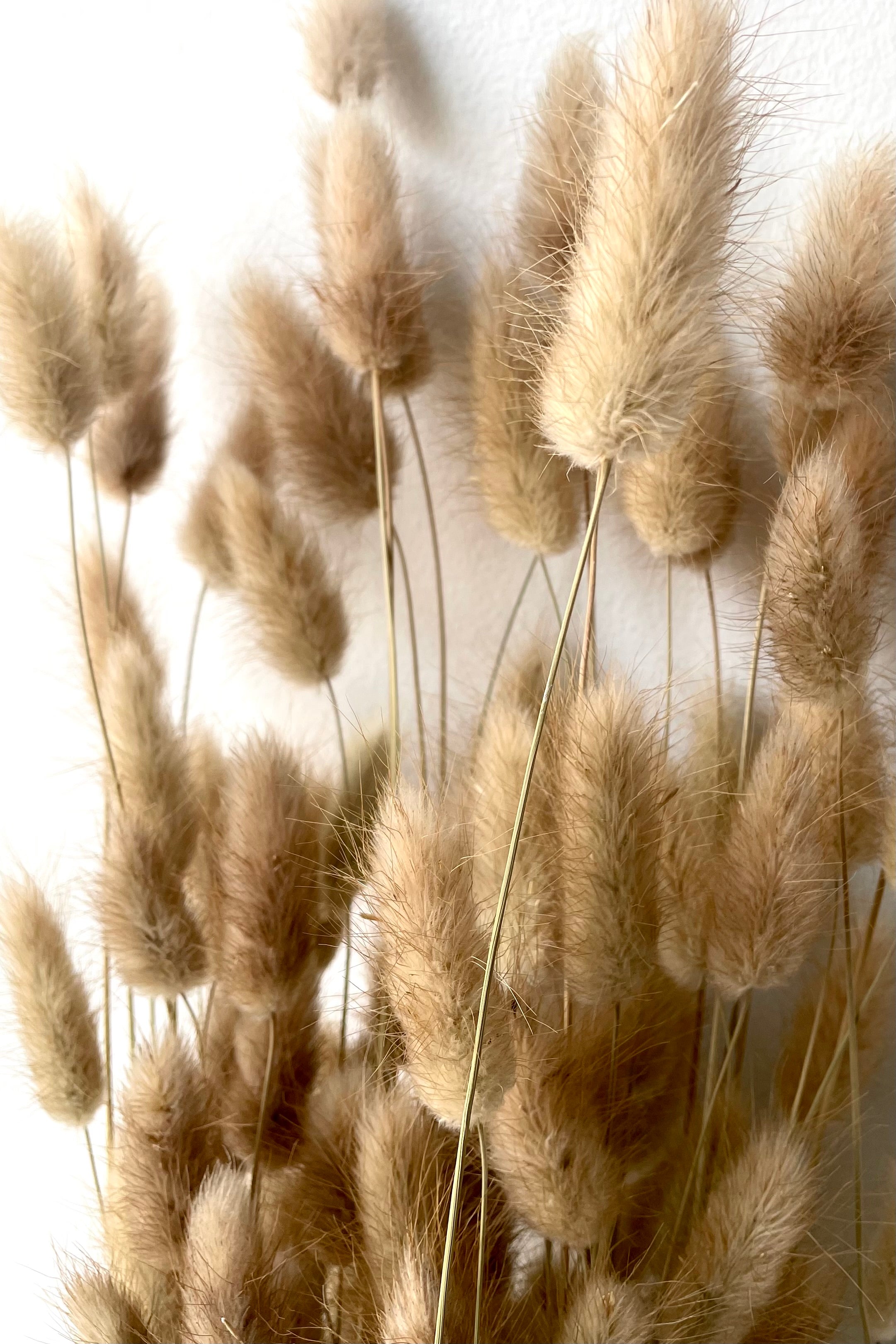 A detailed view of agurus Natural Color Preserved Bunch against white backdrop