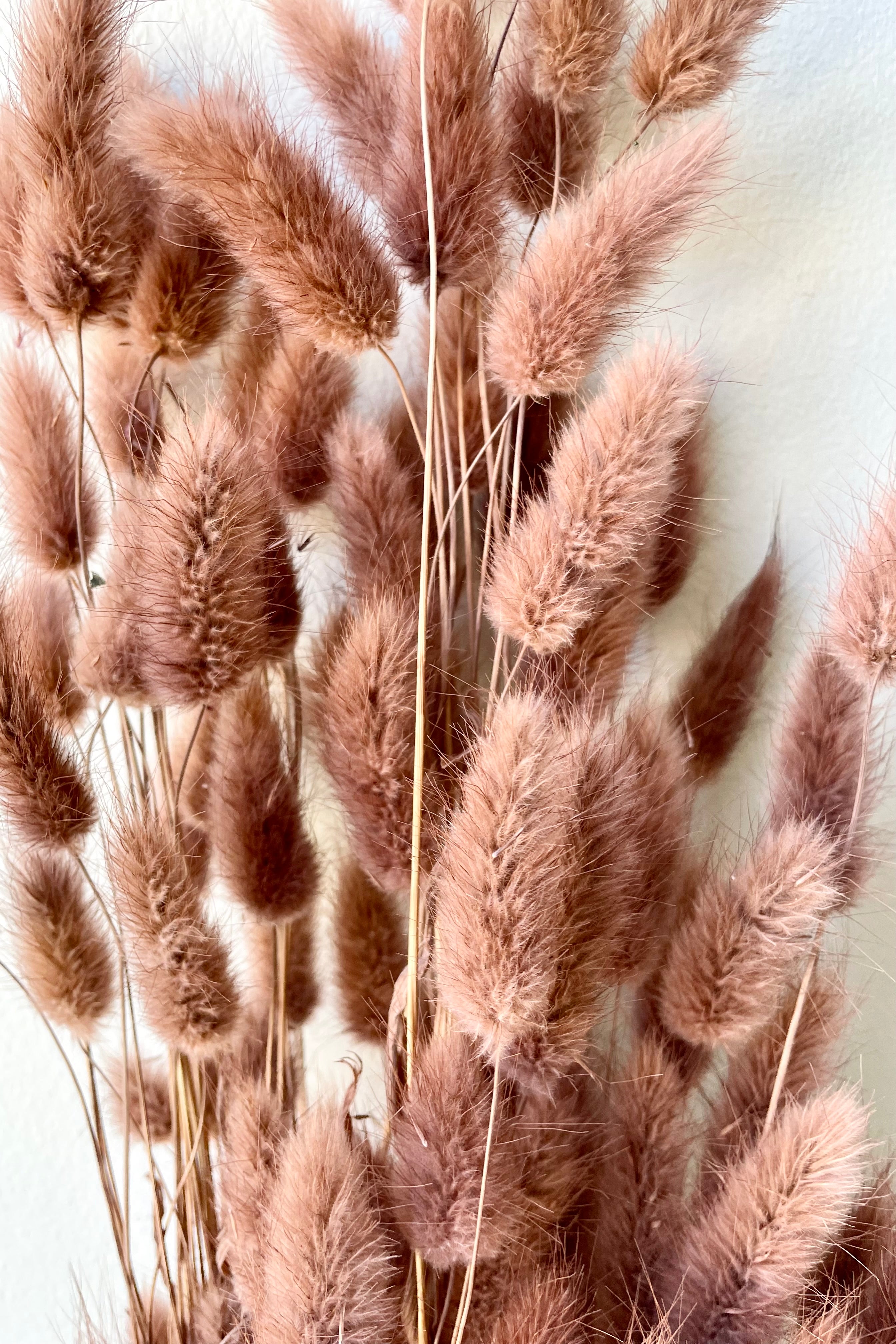 A detailed view of a bunch of Lagurus Sepia Pastel Preserved floral against a white backdrop