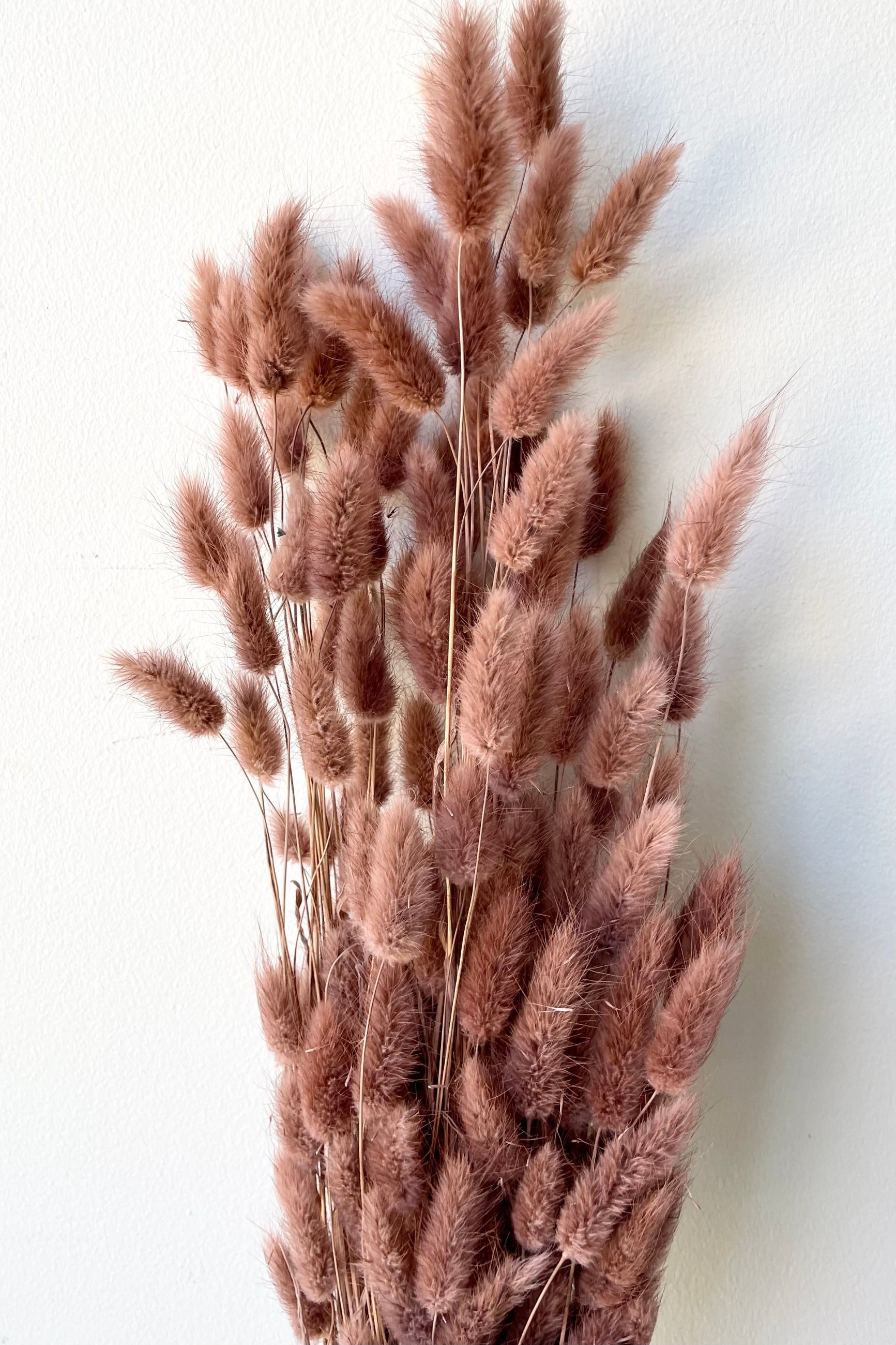 A frontal view of a bunch of Lagurus Sepia Pastel Preserved floral against a white backdrop ©Sprout Home