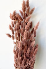 A frontal view of a bunch of Lagurus Sepia Pastel Preserved floral against a white backdrop