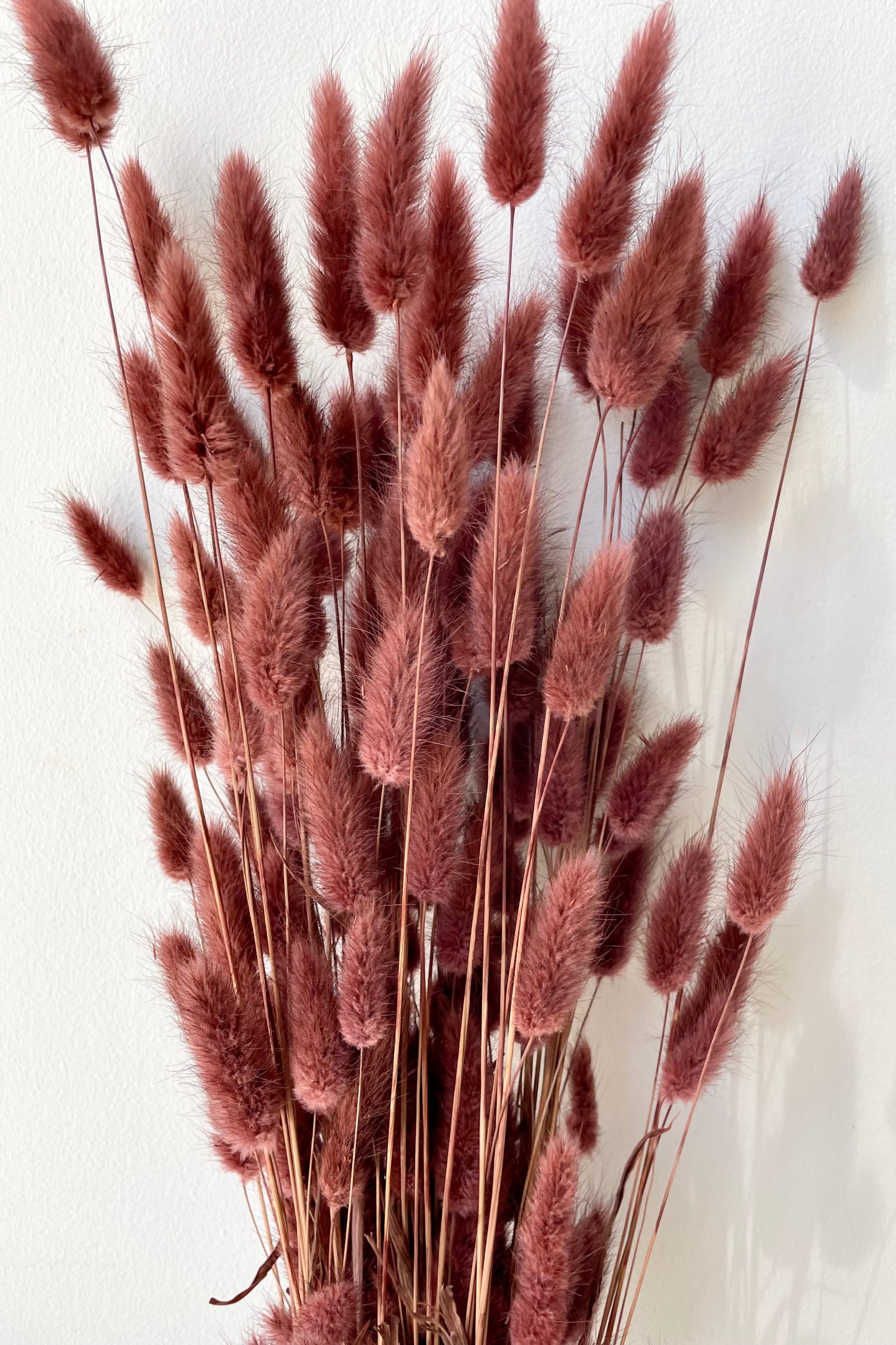 A bunch of Lagurus Mauve Color preserved bunny tails against a white wall.  ©Sprout Home
