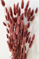 A bunch of Lagurus Mauve Color preserved bunny tails against a white wall. 