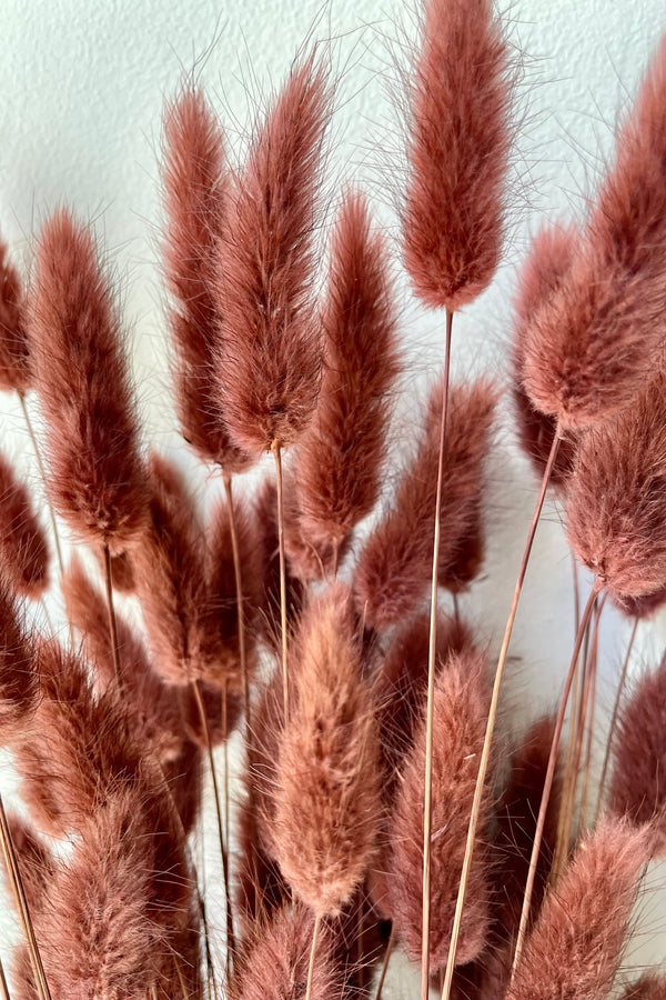 Preserved Lagers mauve colored bunny tails up close and personal at Sprout Home.