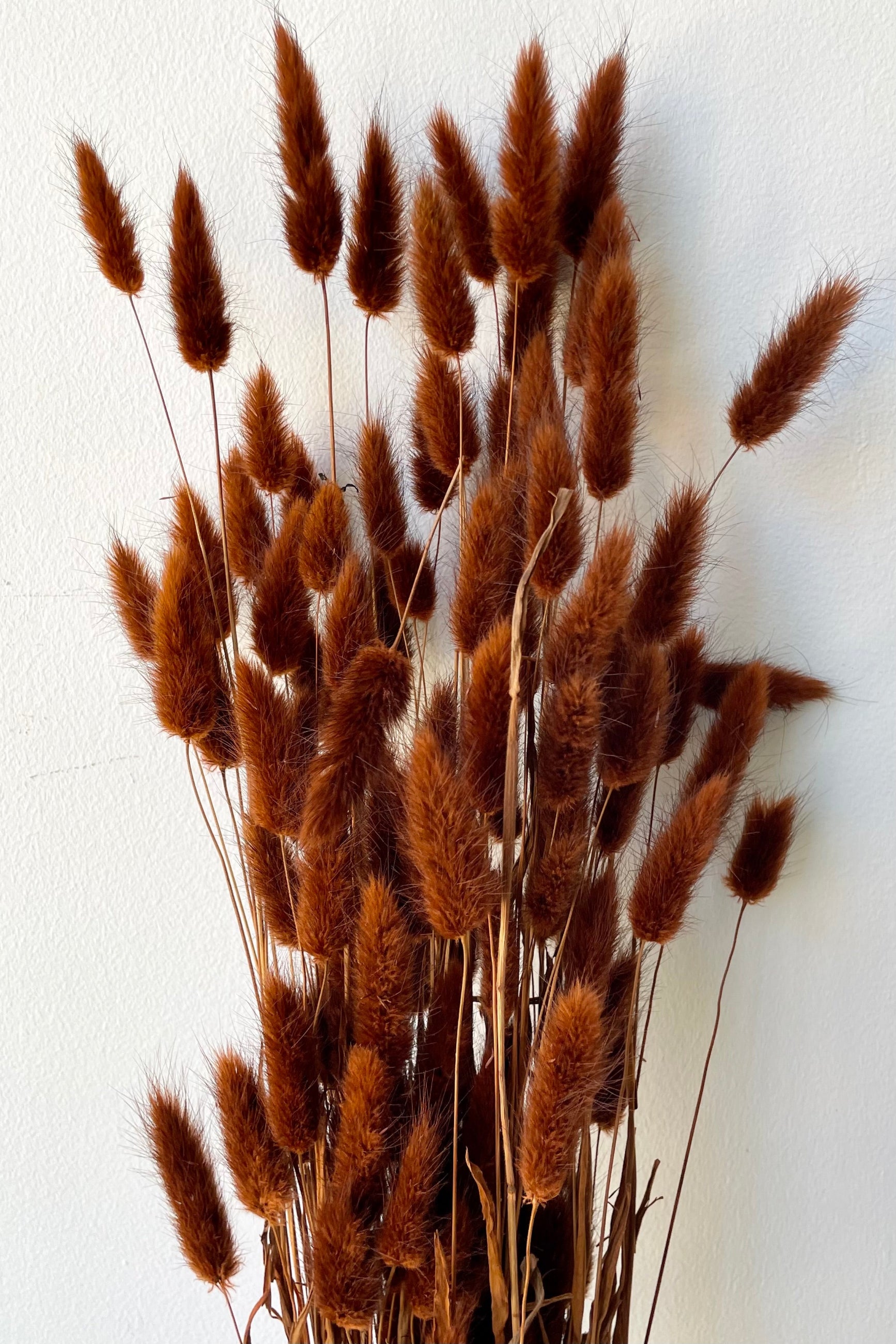 Dyed brown preserved Lagurus against a white wall at Sprout Home. ©Sprout Home