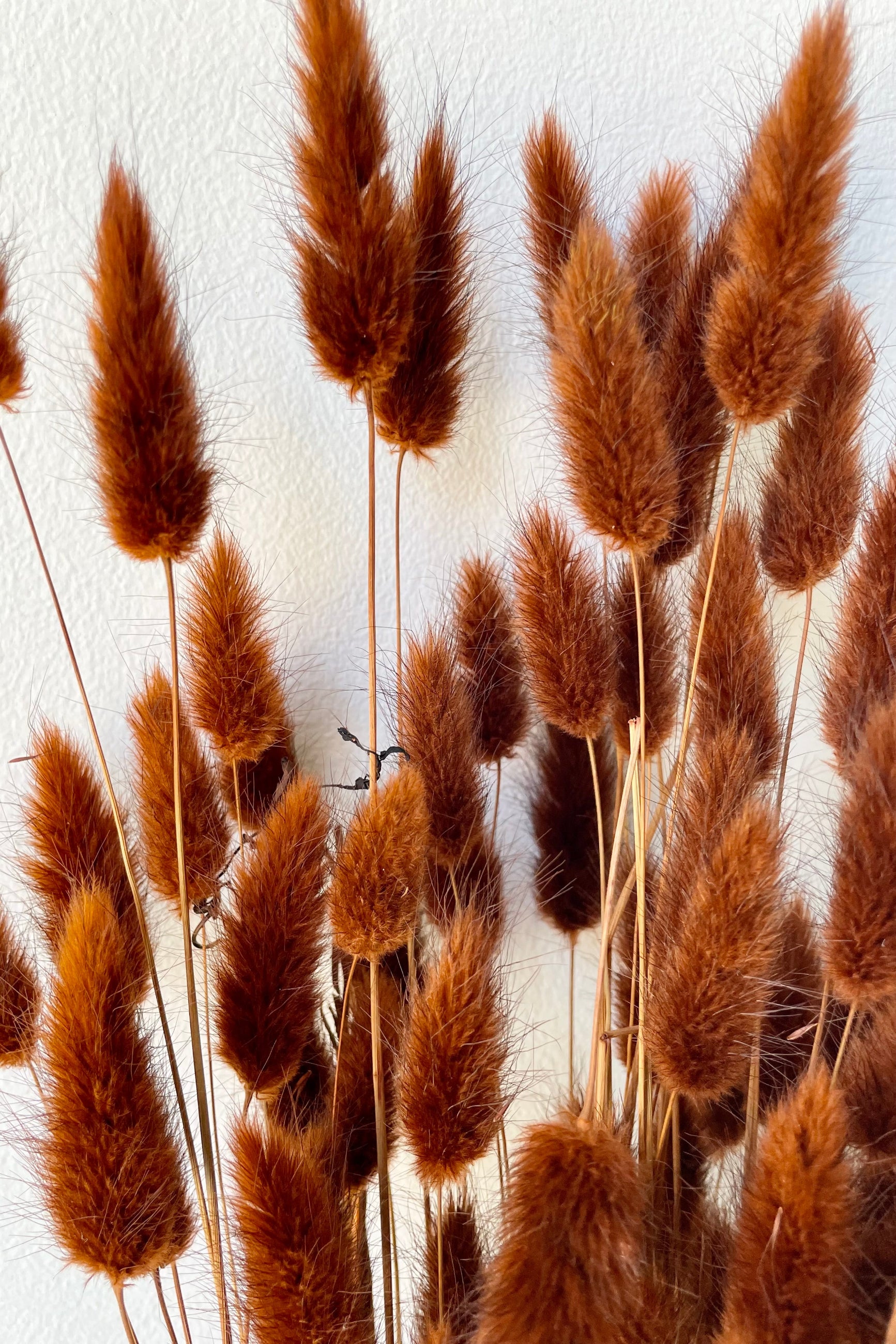 Detail picture of the fuzzy bunny tails of the preserved Lagurus in a warm brown color.  ©Sprout Home