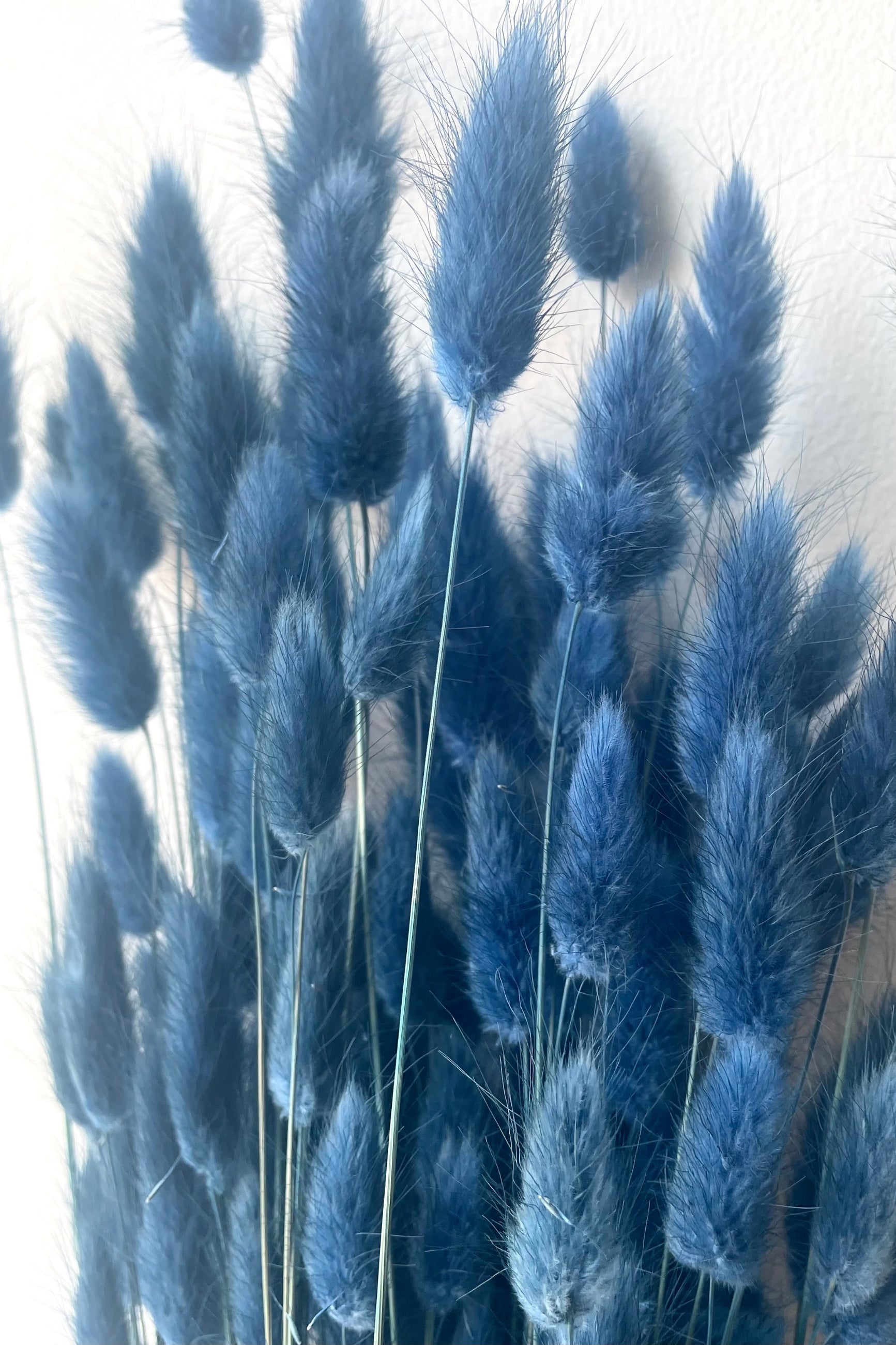 A detailed view of Lagurus Indigo Color Preserved Bunch against white backdrop ©Sprout Home