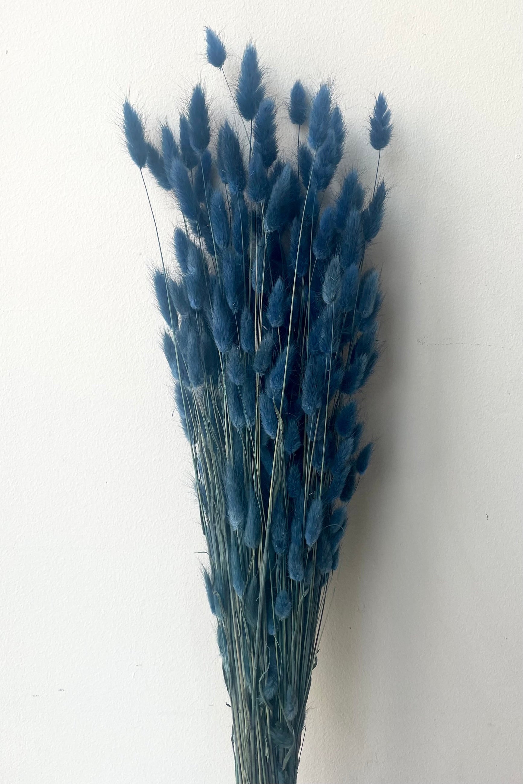 A full view of Lagurus Indigo Color Preserved Bunch against white backdrop ©Sprout Home