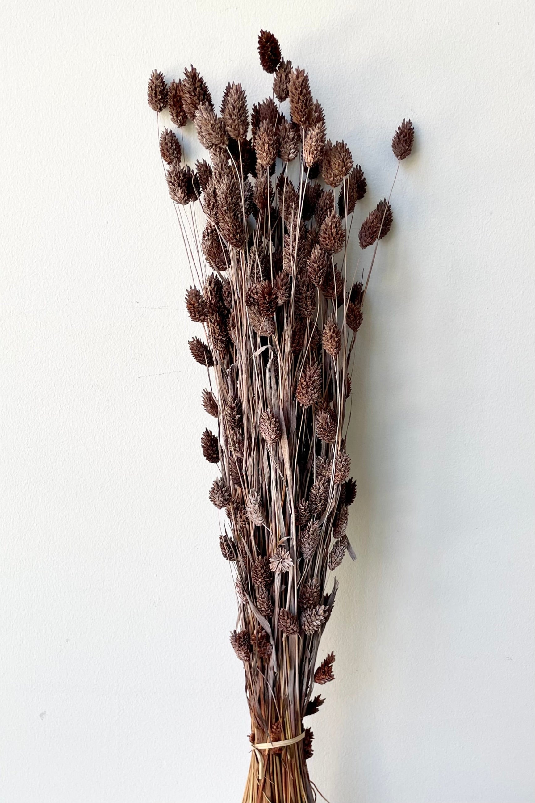 A bunch of preserved and dyed dusty brown Pharlaris against a white wall.  ©Sprout Home