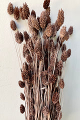 A bunch of preserved Phalaris in a dusty brown color against a white wall. 