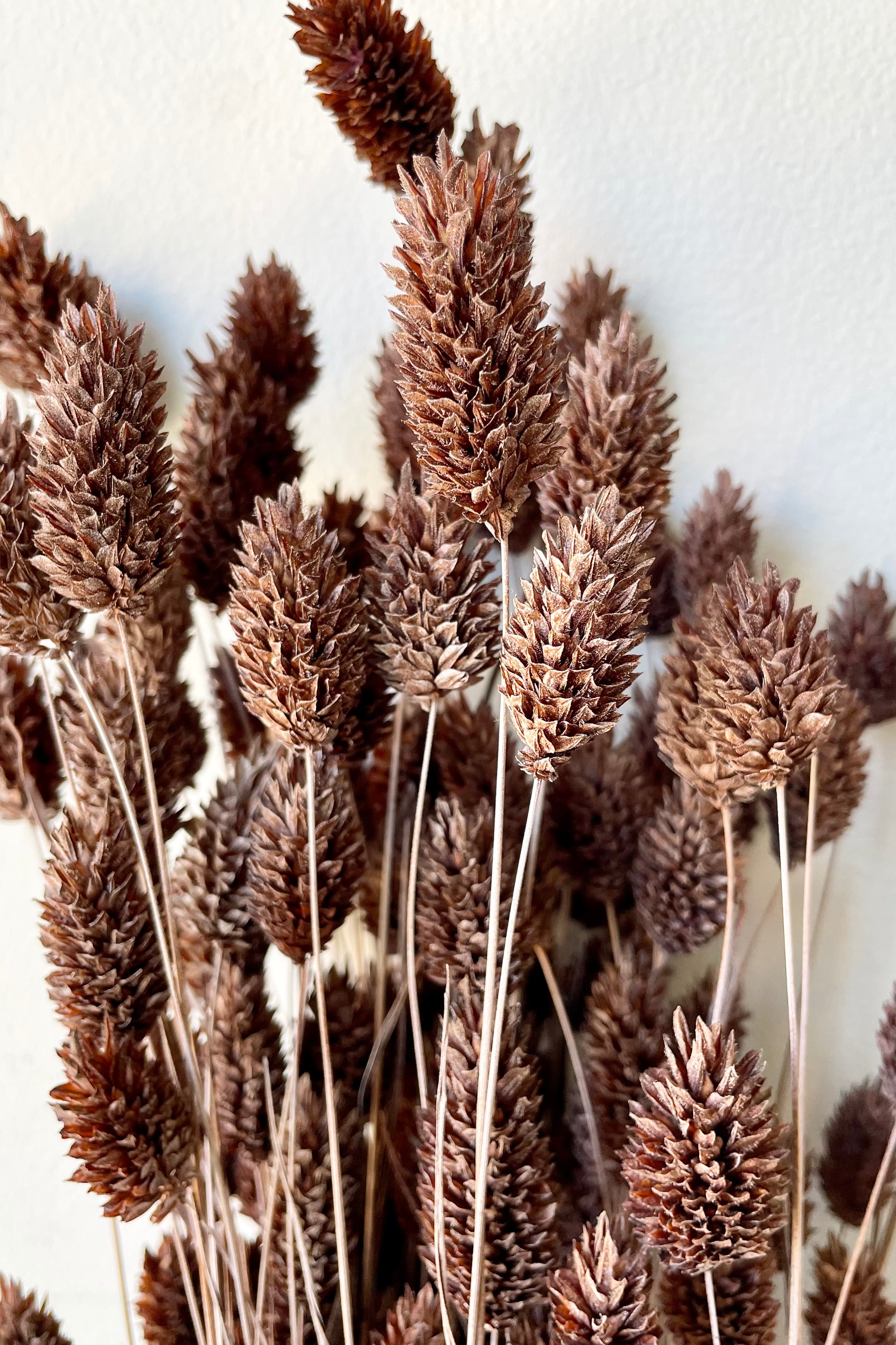 Phalaris detail that has been preserved in a dusty brown color. 