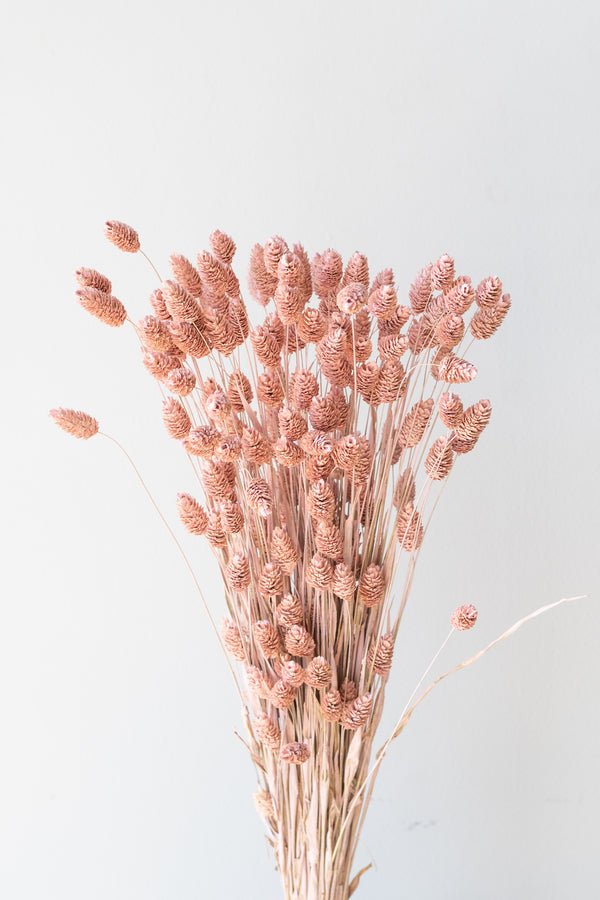 Phalaris Pink Washed Pastel Preserved Bunch in front of white background