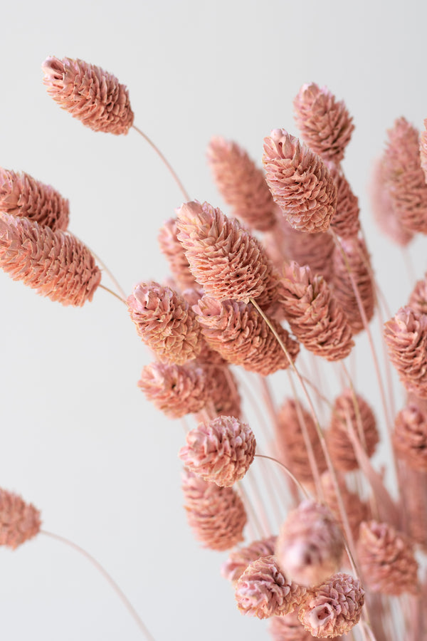Close up of Phalaris Pink Washed Pastel Preserved Bunch in front of white background