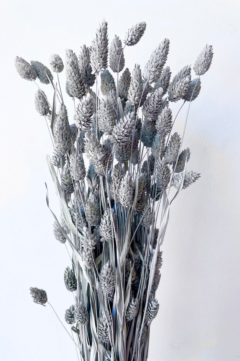 Phalaris Grey Washed Pastel Preserved Bunch in front of white background