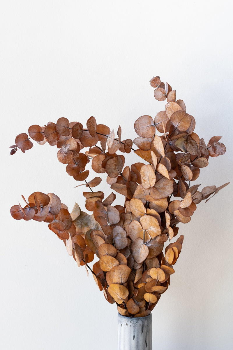 Eucalyptus Spiral Rust Color Preserved Bunch in ceramic vase in front of white background