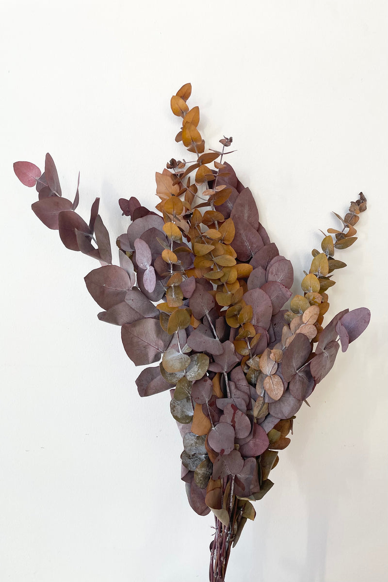 A bunch of serial eucalyptus that has been preserved and dyed a mocha color.