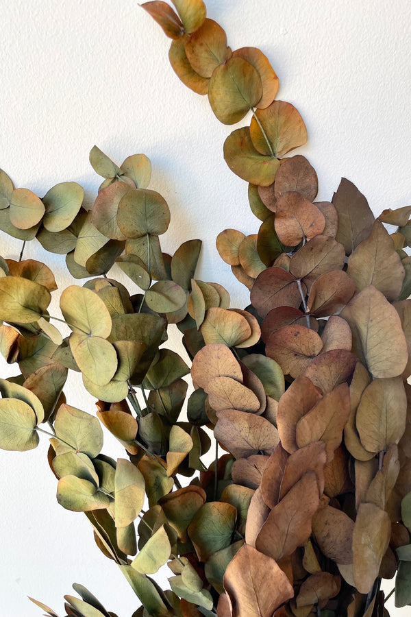 A detailed view of a bunch of Eucalyptus Vintage Spiral Deep Rust Color Preserved floral against a white backdrop