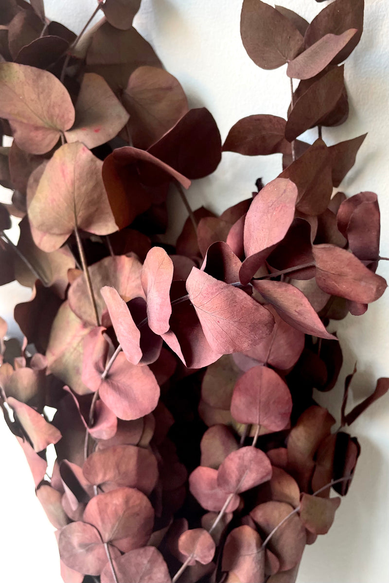 A detailed view of a bunch of Eucalyptus Vintage Spiral Deep Red Color Preserved floral against a white backdrop