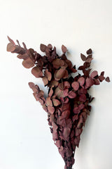 A frontal view of a bunch of Eucalyptus Vintage Spiral Deep Red Color Preserved floral against a white backdrop