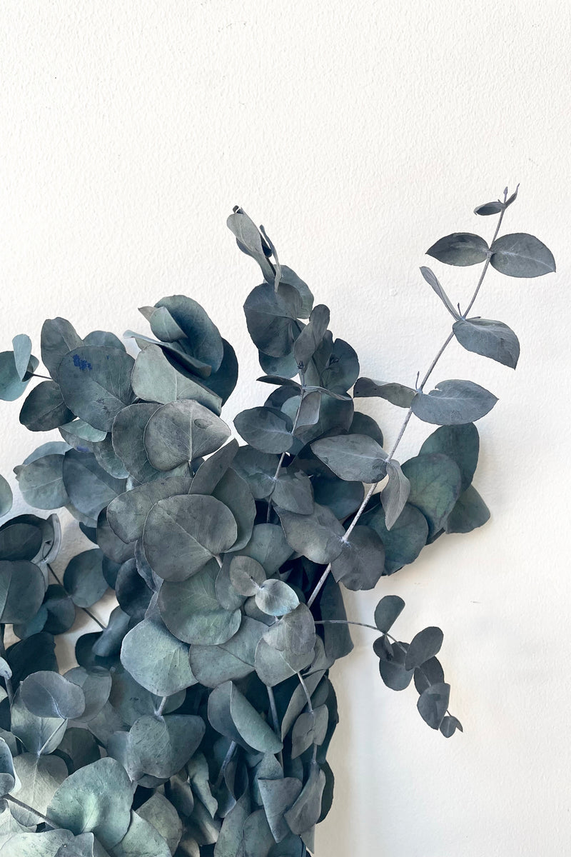 A detailed view of a bunch of Eucalyptus Vintage Spiral Indigo Color Preserved floral against a white backdrop