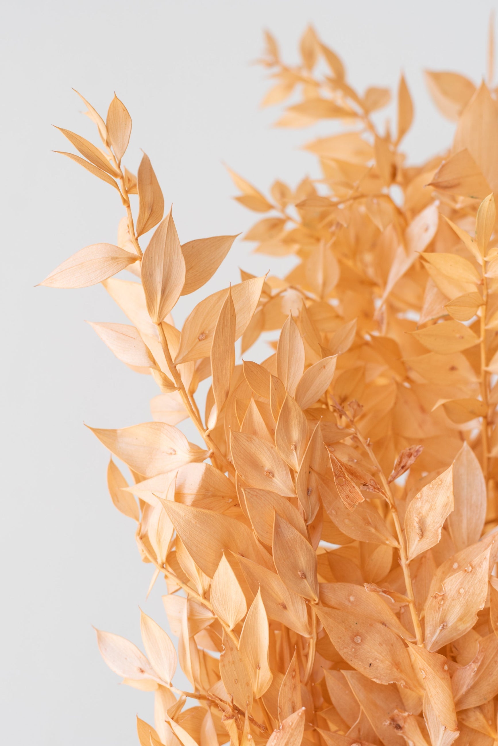 Close up of Ruscus Peach Pastel Preserved Bunch in front of white background ©Sprout Home