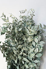 A detailed look at the Ruscus Washed Green Matte Preserved Bunch against a white backdrop.