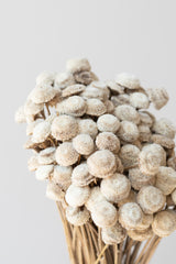 Close up of Botao Bleached Pastel Preserved Bunch in front of white background