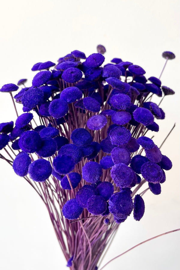 detail picture of the floral pods of preserved violet colored Botao
