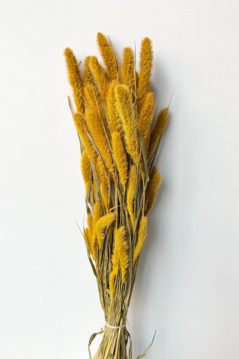 The Setaria Golden Color Preserved Bunch against a white backdrop,
