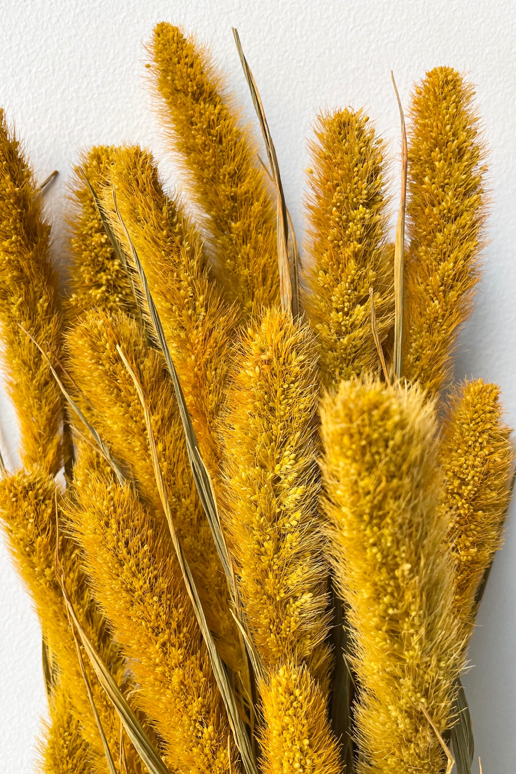 A closeup look at the Setaria Golden Color Preserved Bunch. ©Sprout Home