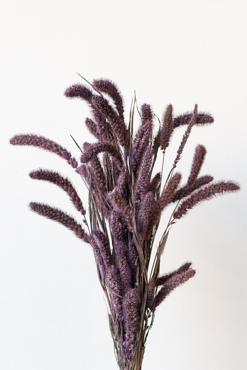 Setaria Plum Color Preserved Bunch in front of white background